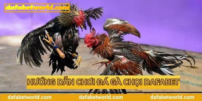 Hướng dẫn tham gia chọi kê tại Dafabet