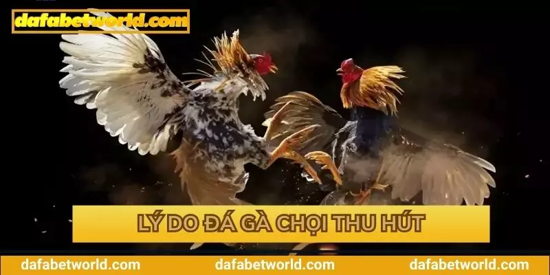 Lý do đấu gà chọi thu hút người chơi tại Dafabet