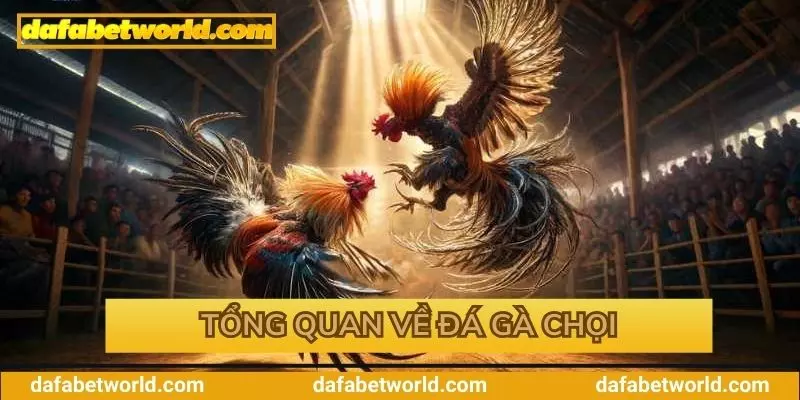 Khám phá về đá gà chọi